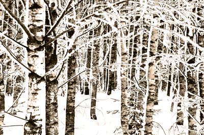 Bosque de abedules nevado de Christina Sillen