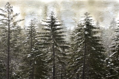  de Christina Sillen
