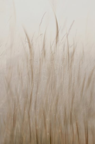 Beige suave hierba de Christina Sillen