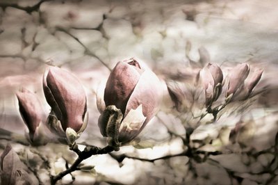 Brotes suaves de magnolia de Christina Sillen
