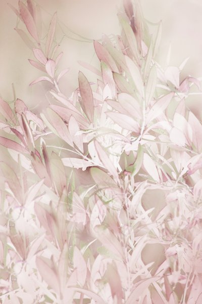Plantas de color rosa suave de Christina Sillen