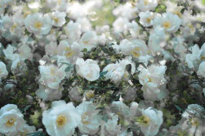 Rosas blancas suaves de Christina Sillen
