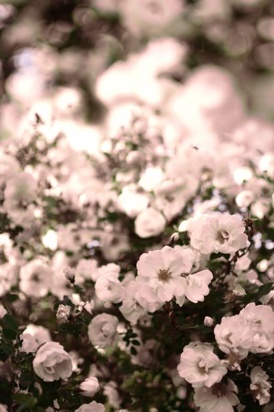 Rosas blancas suaves de Christina Sillen