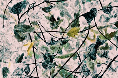 Hojas de otoño estilizadas de Christina Sillen