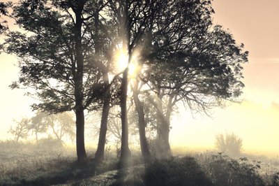 Árboles envueltos en niebla y bañados por el sol de Christina Sillen