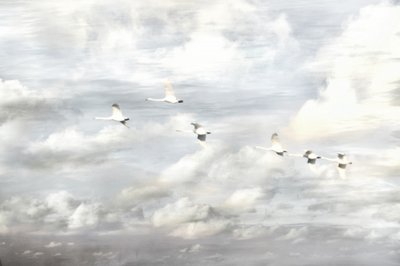 Cisnes en vuelo de Christina Sillen