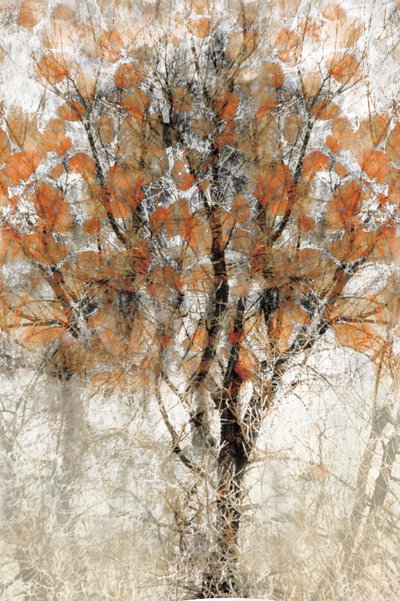 Árbol otoñal con textura de Christina Sillen
