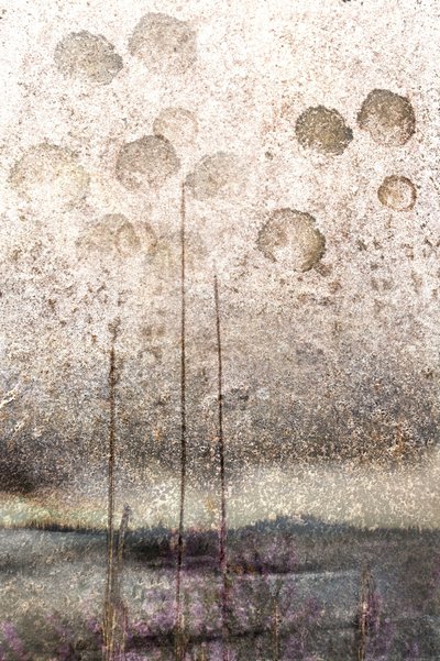 Cañas de lago con textura de Christina Sillen