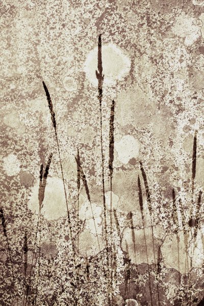 Hierba silvestre con textura de Christina Sillen