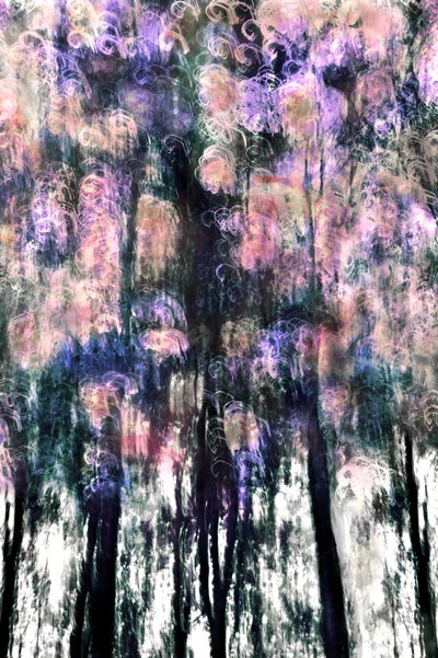 Sueños de un bosque lleno de vida de Christina Sillen