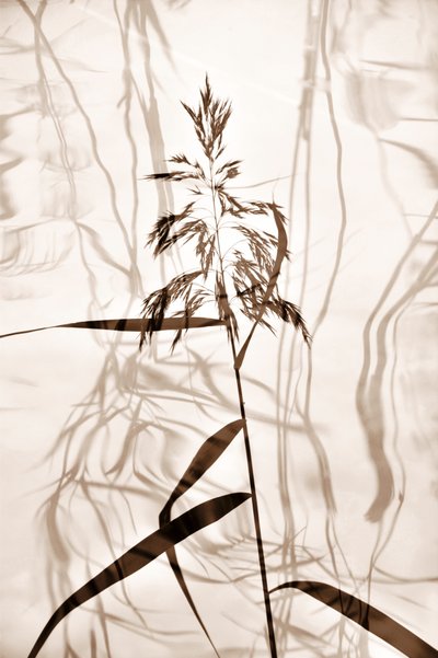  de Christina Sillen