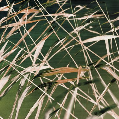 Resumen de «Whispering Reeds» de Christina Sillen