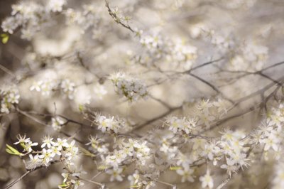Flores blancas de primavera de Christina Sillen