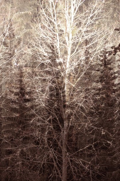Luz del bosque invernal de Christina Sillen