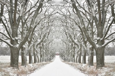 Camino bordeado de árboles en invierno de Christina Sillen