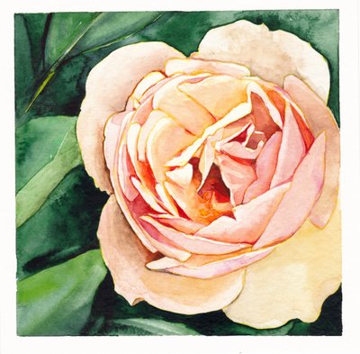 Rosa melocotón suave de Christine Lindstrom
