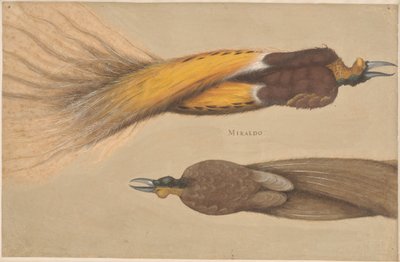 Dos aves del paraíso muertas, un macho y una hembra de Christoph Amberger