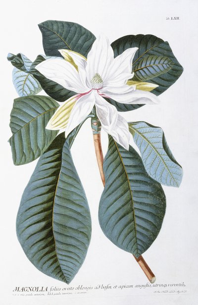 Magnolia, 1750-1773 de Christoph Jacob Trew