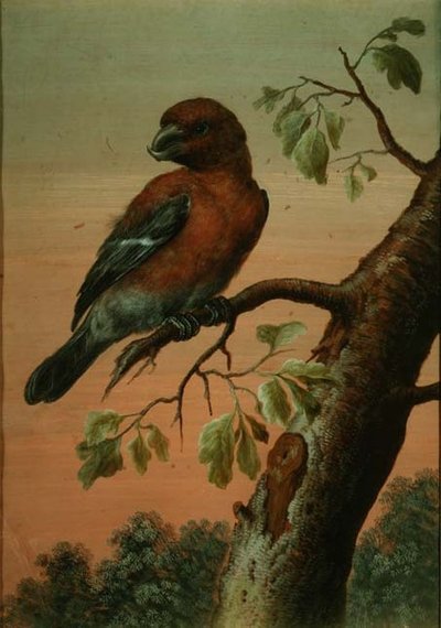 Un loro en una rama de Christoph Ludwig Agricola