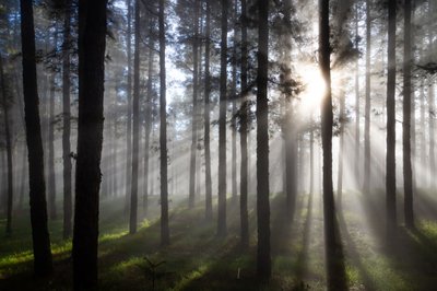 Rayos de sol en el bosque brumoso de Christoph Schaarschmidt