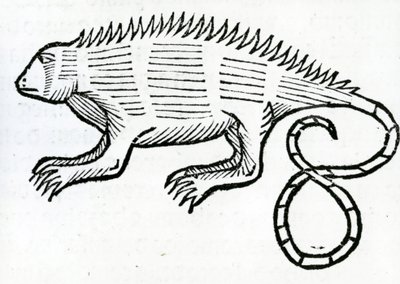 Iguana de 