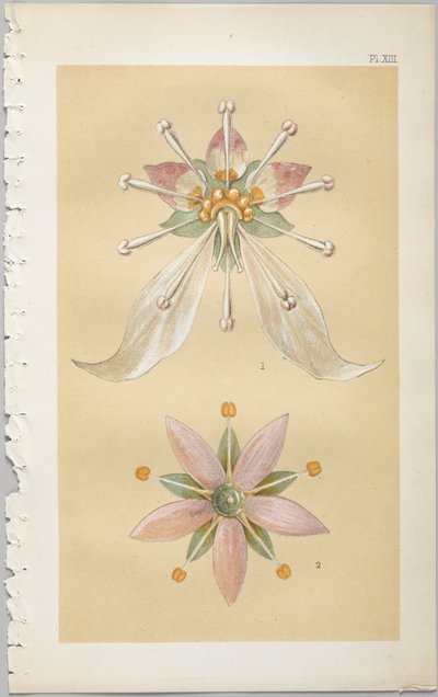 El arte del diseño decorativo: con un apéndice, dando las horas del día en que las flores se abren, publicado por Day & Son, Londres, 1862 de Christopher Dresser