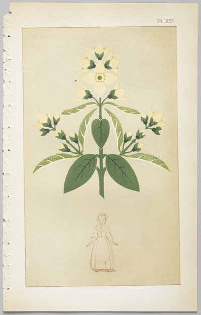 El arte del diseño decorativo: con un apéndice, dando las horas del día en que las flores se abren, publicado por Day & Son, Londres, 1862 de Christopher Dresser