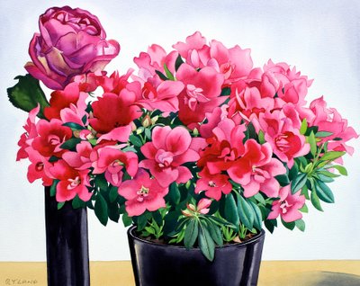 Rosa azalea de Christopher Ryland