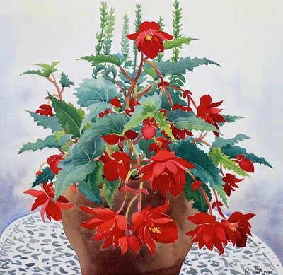 Begonia de Christopher Ryland