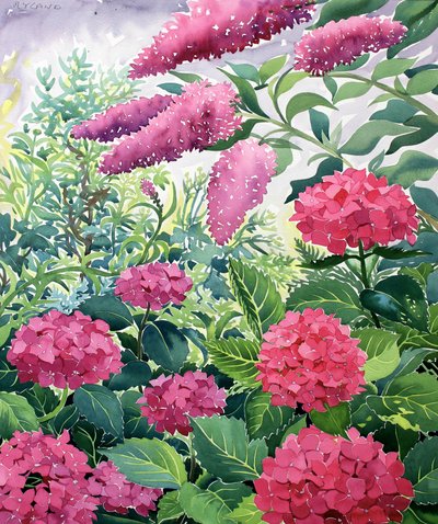 Hortensias de jardín y budleia de Christopher Ryland