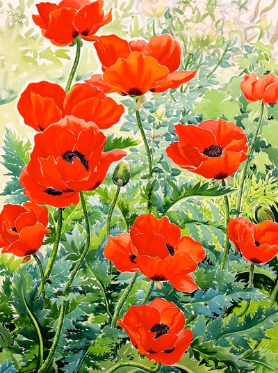 Amapolas rojas del jardín de Christopher Ryland