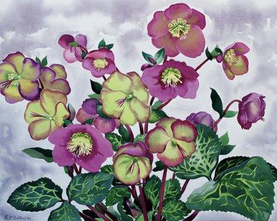Helleborus (2) de Christopher Ryland