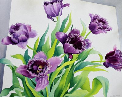 Tulipanes de flecos púrpura de Christopher Ryland