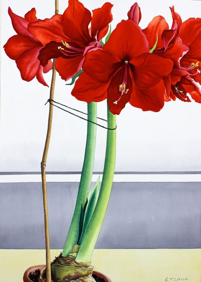 Amarilis rojo 2 de Christopher Ryland