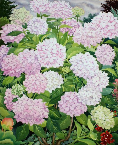 Hortensia blanca de Christopher Ryland