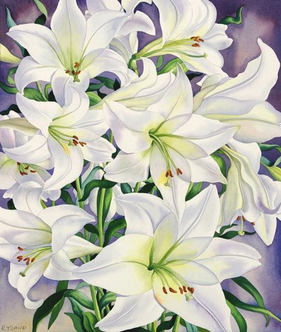 Lirios Blancos, 2008 de Christopher Ryland