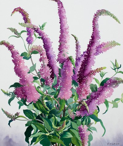Buddleia salvaje de Christopher Ryland