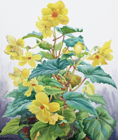 Begonia amarilla 2 de Christopher Ryland
