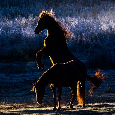 Caballos de Chuanxu Ren