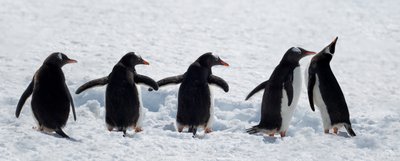 Pingüinos en un paseo por la nieve de Chuanxu Ren