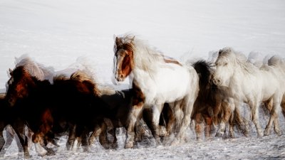 Caballos salvajes en movimiento invernal de Chuanxu Ren