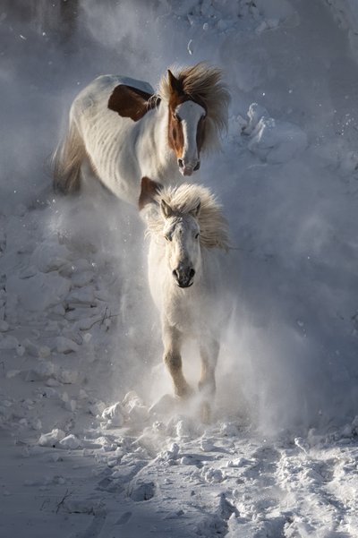 Caballos salvajes de invierno de Chuanxu Ren