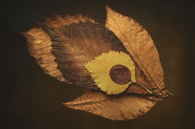  de Cicek Kiral