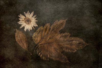  de Cicek Kiral