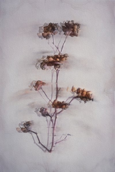  de Cicek Kiral