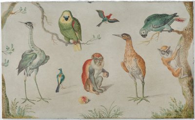 Estudio de aves y monos de Circle of Jan van Kessel the Elder
