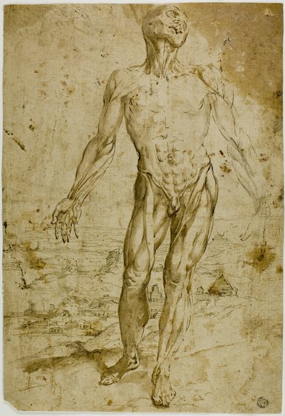 Écorché ante paisaje (anverso); Bocetos de desnudo masculino de pie, niño sentado, mujer encorvada (reverso) de Circle of Titian