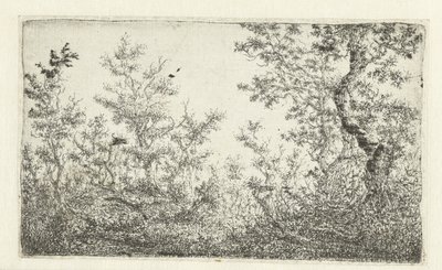 Espacio abierto en el bosque de Claes van Beresteyn