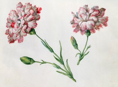 Claveles de Claude Aubriet