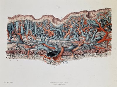 Anatomía macroscópica de las membranas mucosas del intestino, Claude Bernard, Bibl. de la facultad de medicina de Claude Bernard